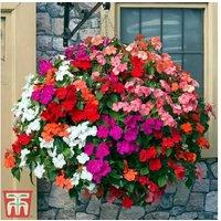 Busy Lizzie 'Beacon Mix' Plug Plants - Colourful, Disease-Resistant Annuals (Up to 42 Plants)