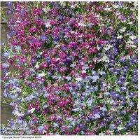 Lobelia 'Cascade Improved Mixed' - Trailing Flowering Bedding Plants, Up to 42 Plug Plants