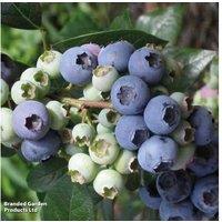 Blueberry 'Elliot' - Hardy Fruit Shrub, 9cm Pot, Late Cropper