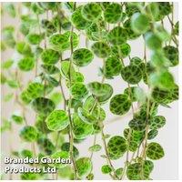String of Turtles (Peperomia prostrata) Houseplant in Decorative Basket
