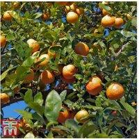 Rangpur Lime Citrus Tree - Hardy Aromatic Fruit & Leaf Plant