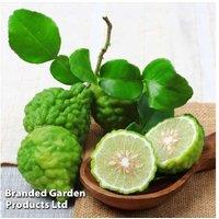 Citrus Kaffir Lime Tree - Aromatic Evergreen for Culinary & Ornamental Use