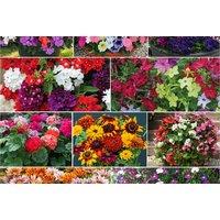 Mixed Summer Bedding Plants Collection - Up to 120 Plug Plants