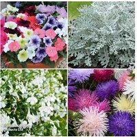 Annual Bedding Plant Collection - 24 or 48 Easy-Grow Flowering Plants