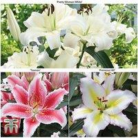 Giant Flowering Lily Bulb Collection - 15 or 30 Bulbs