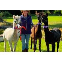 Alpaca Trekking Adventure for 2 or 4 People - North Wales - Fun Walks & Friendly Animal Encounters