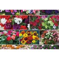 Summer Bumper Garden Collection: 60 or 120 Plug Plants