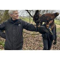 60-Min Hawk Walk with Harris Hawks - For Up To 2 - Shropshire Falconry, Telford