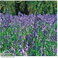 English Bluebell Bulbs (Hyacinthoides non-scripta) - Perennial, Woodland Favourite, 25 or 50 Pack