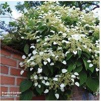 Climbing Hydrangea Petiolaris - Hardy Shade-Loving Flowering Climber
