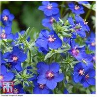 Anagallis 'Skylover' Flowering Perennial - 5, 10 or 20 Plants