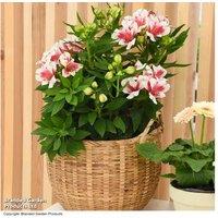 Alstroemeria Inticancha Maya Pink Blush - Hardy Perennial Flowering Plant