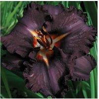 Hemerocallis 'Longfield's Black Magic' - Perennial Flowering Bare Root Plant (Up to 6 Pack)