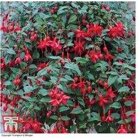 Trailing Fuchsia Mixed Collection - 20 Flowering Bedding Plants