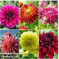 Dahlia 'Delightful Dinner Plate' Flowering Perennial Tubers
