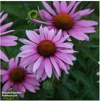 Echinacea 'Nectar Pink' Perennial Flowering Plants - 12 or 24 Pack