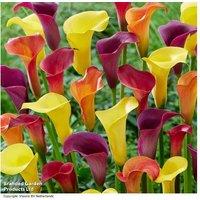 Zantedeschia 'Carnival Blend' Flowering Perennial Bulbs - 9 or 18 Pack