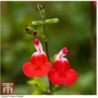 Salvia 'Hot Lips' Perennial - 3 or 9 Plug Plants, Fragrant Flowers