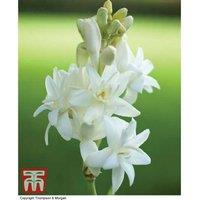 Polianthes Tuberosa 'The Pearl' - Fragrant Summer Flowering Bulbs, Up to 120cm