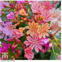 Lewisia 'Elise Mixed' Flowering Perennial Plants - 12 or 24 Pack