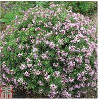 Daphne x transatlantica 'Pink Fragrance' Flowering Shrub - Compact, Fragrant, 90cm