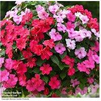 Busy Lizzie 'Raspberry Sundae' Bedding Plants - Up to 42 Plug Plants, Mildew-Resistant, Long-Flowering