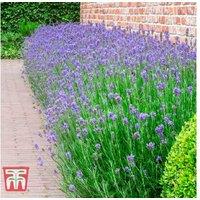 Lavender 'Munstead' Hardy Perennial - Aromatic Flowering Shrub (45cm)