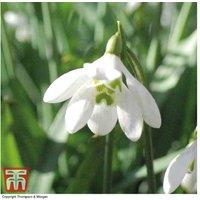 Double Snowdrop 'Flore Pleno' Bulbs - Perennial, Early Flowering, 25 or 50 Pack