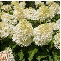 Hydrangea Paniculata 'Silver Dollar' Flowering Shrub - RHS AGM Winner, 9cm Pot