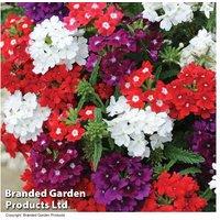 Verbena 'Quartz Mixed' F1 Hybrid - Flowering Bedding Plants (30 or 60 Pack)