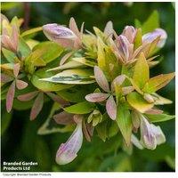 Abelia x grandiflora 'Kaleidoscope' Shrub - Colourful, Low-Growing Groundcover (1 or 3 Plants)