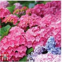 Hydrangea macrophylla 'Early Pink' Flowering Shrub - 1 or 2 Plants