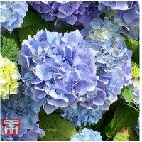 Hydrangea macrophylla 'Early Blue' Flowering Shrub - Hardy, Early-Blooming Mophead