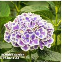 Hydrangea macrophylla 'Bavaria' - Bicolour Flowering Shrub (3 Pots)