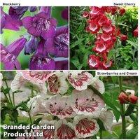 Penstemon 'Ice Cream Collection' Flowering Perennial Plug Plants - 3, 6 or 9 Pack