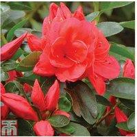 Dwarf Azalea Evergreen Shrubs - 4 Potted Flowering Plants