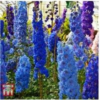 Delphinium Pacific Giants Mixed - Hardy Perennial Flowering Plants