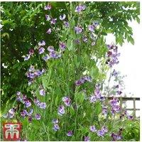 Sweet Pea 'Three Times As Sweet' Flowering Annual Plug Plants