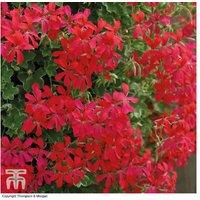 Geranium 'Balcon Red' Flowering Trailing Plants - Up to 30 Pack