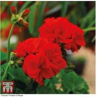 Geranium 'Power Red' - Hardy Flowering Perennial Plants (5 or 10 Pack)