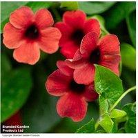 Mixed Thunbergia 'Harmony Trio' Flowering Climber Plants - Up to 9 Pack