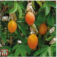 Passiflora caerulea Passion Flower - Exotic Climbing Plant, 10m Height