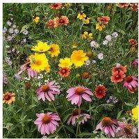 Wild Flower Seed Scatter Pack - Ultimate Mix for Pollinators & Colourful Blooms