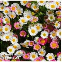 Perennial Erigeron Daisy Plants - Long-Flowering, Low-Maintenance Border Perennials