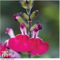 Salvia Microphylla 'Cherry Lips' - Flowering Perennial Plug Plants (3 or 9 Pack)