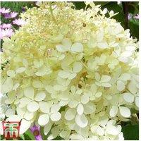 Hydrangea Paniculata 'Phantom' Flowering Shrub - Large Blooms, Hardy, 9cm Pot