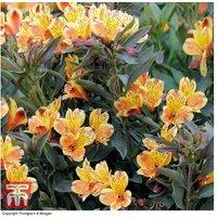 Alstroemeria 'Summer Breeze' Hardy Perennial - Long-Flowering Border Plant