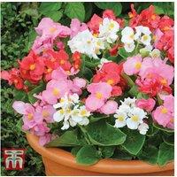 Begonia F1 Giant Lotto Flowering Bedding Plants - 30 or 60 Pack
