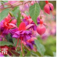 Hardy Fuchsia Plug Plants - Flowering Perennial for Borders & Containers