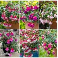 Fuchsia Patio Dancers Double-Flowered Trailing Collection